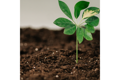 Image Soil and a plant.